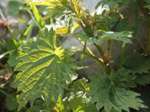 Stinging Nettle