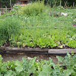 Veggie Bed