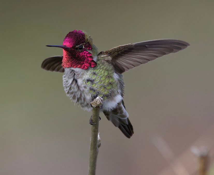 Birds of Fernwood