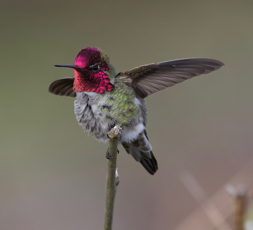Anna's Hummingbird