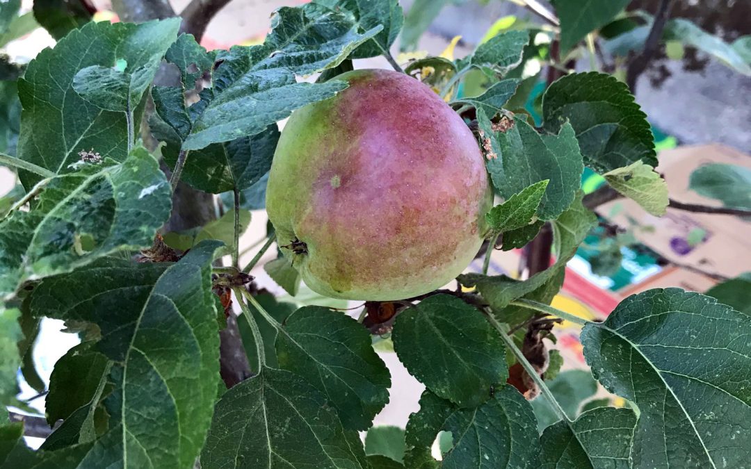 Gratitude for the ­garden