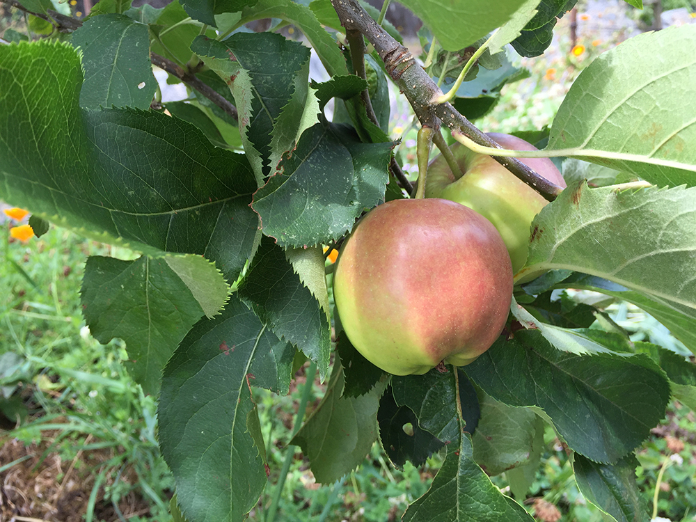 Apple Tree