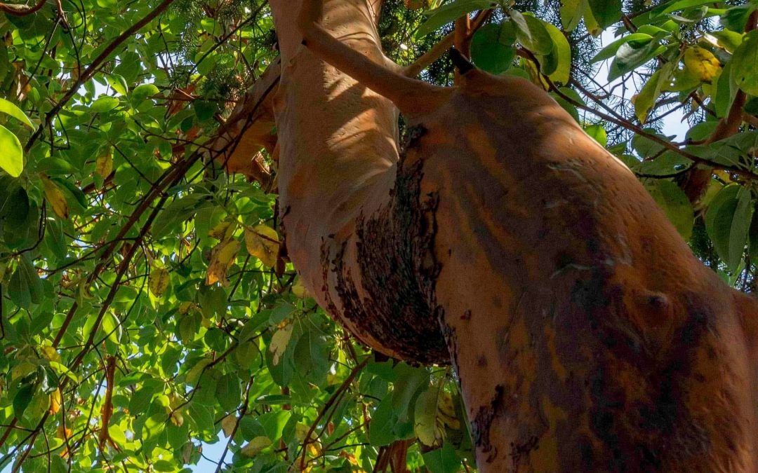 Protect The Arbutus Trees of The Pacific West Coast