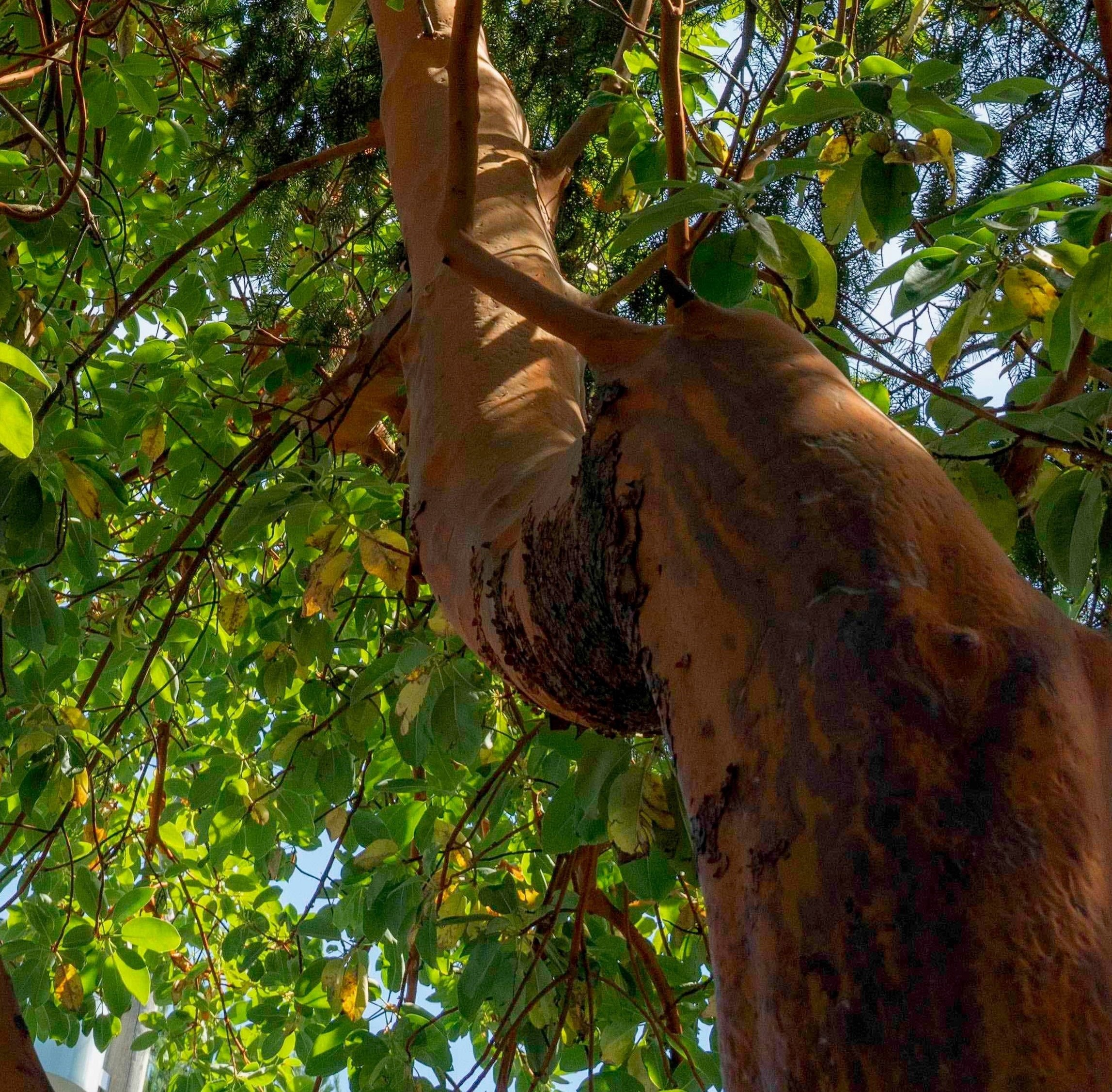 Arbutus Tree Article