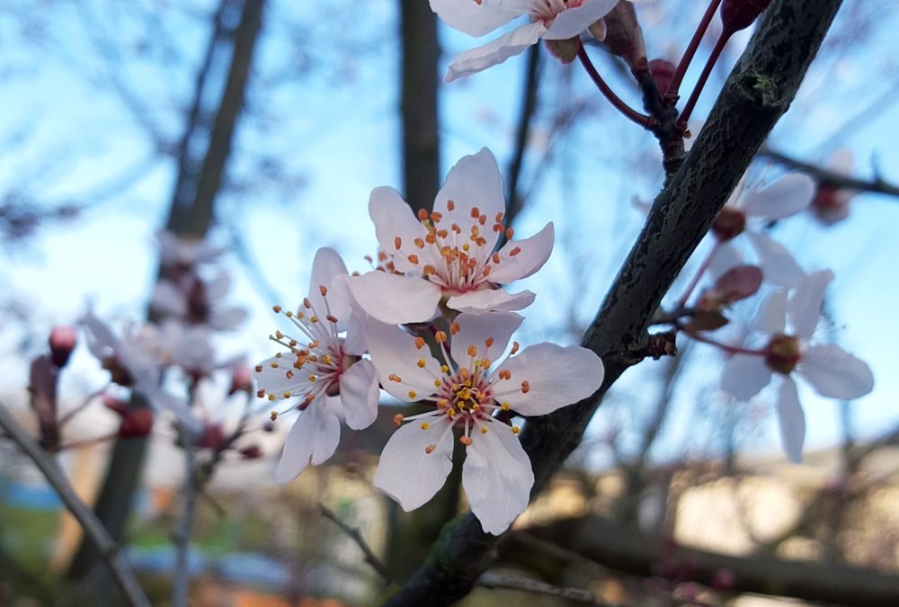 Spring is blooming at Spring Ridge Common!