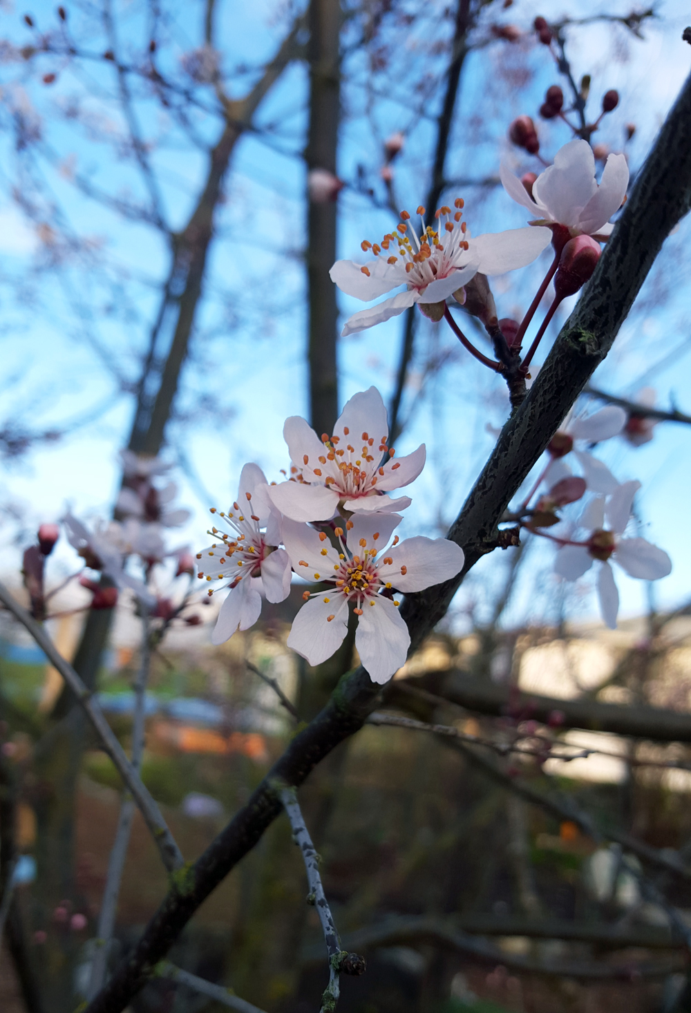 Blossom-SpringridgeCommon-Fernwood-NRG-Victoria