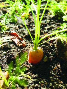 Carrot
