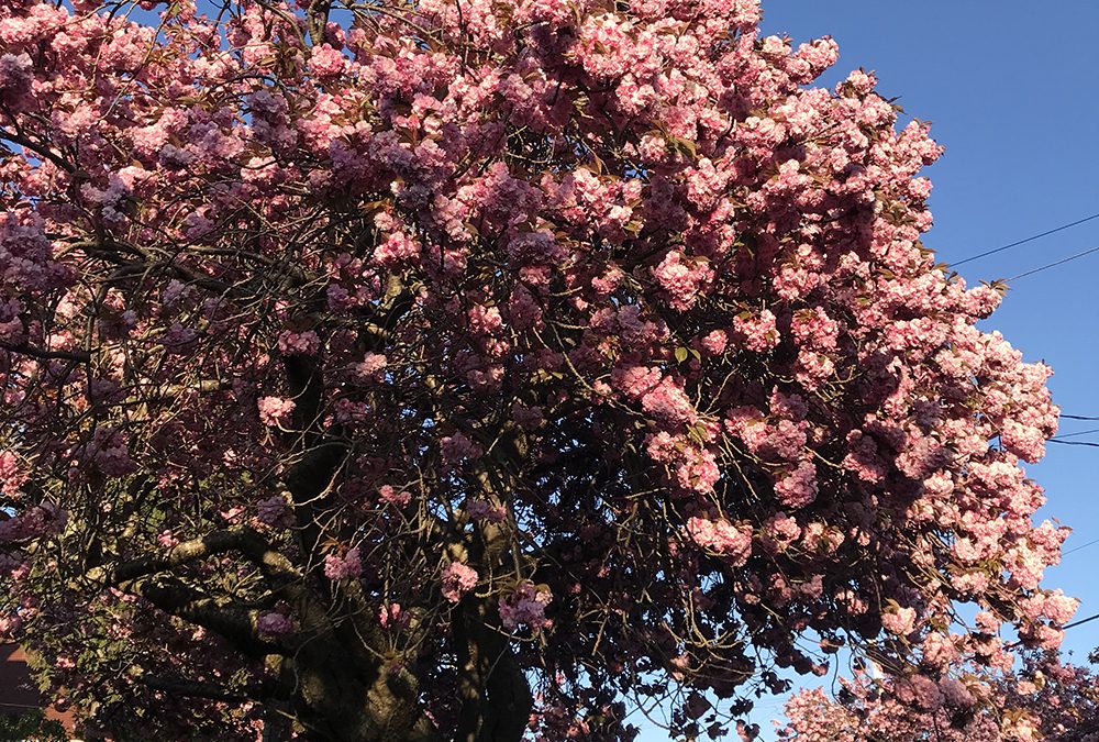 Trees of Fernwood: The magic of cherry blossom season