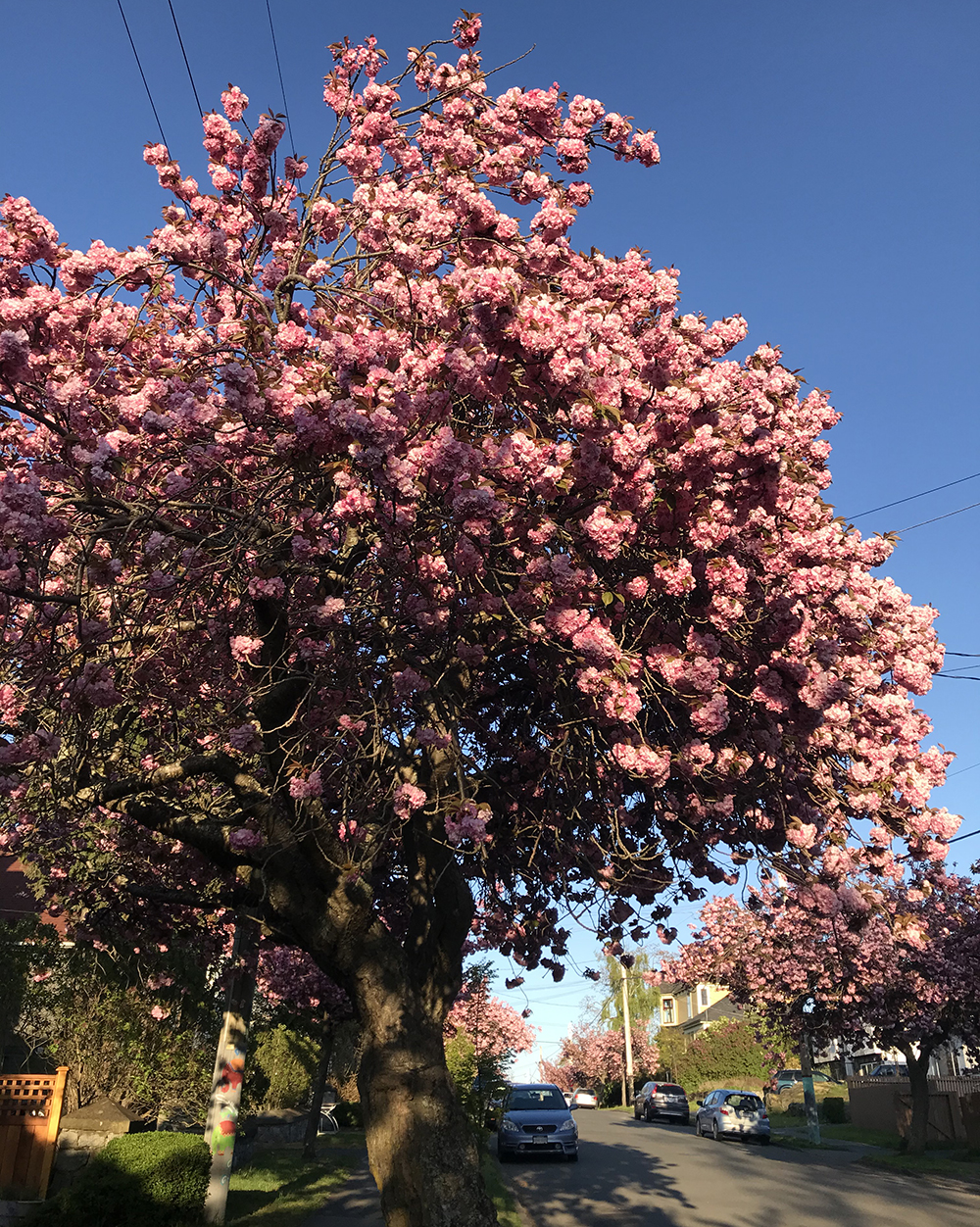 Cherry Blossom Tree - Mila Czemerys