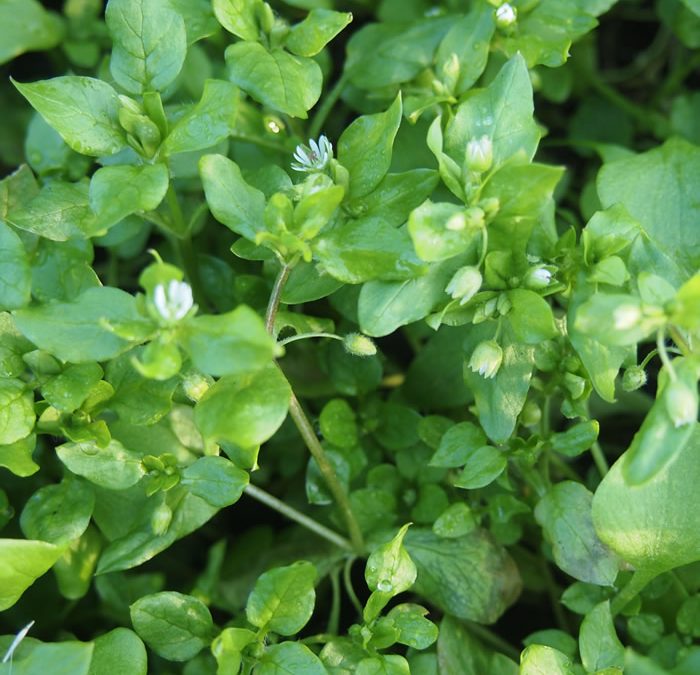 Wild salad greens