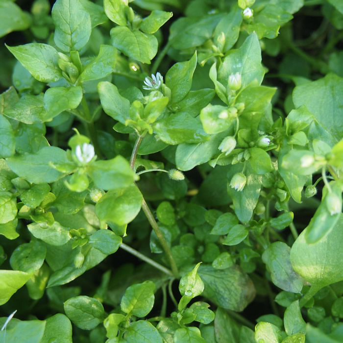 Chickweed-Wild-Salad-Greens-Josh-Wagler-Fernwood-NRG-Victoria-BC