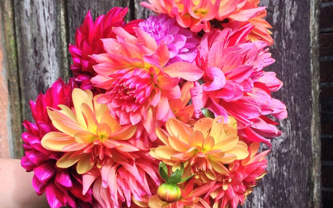 Fernwood gets an urban flower farm