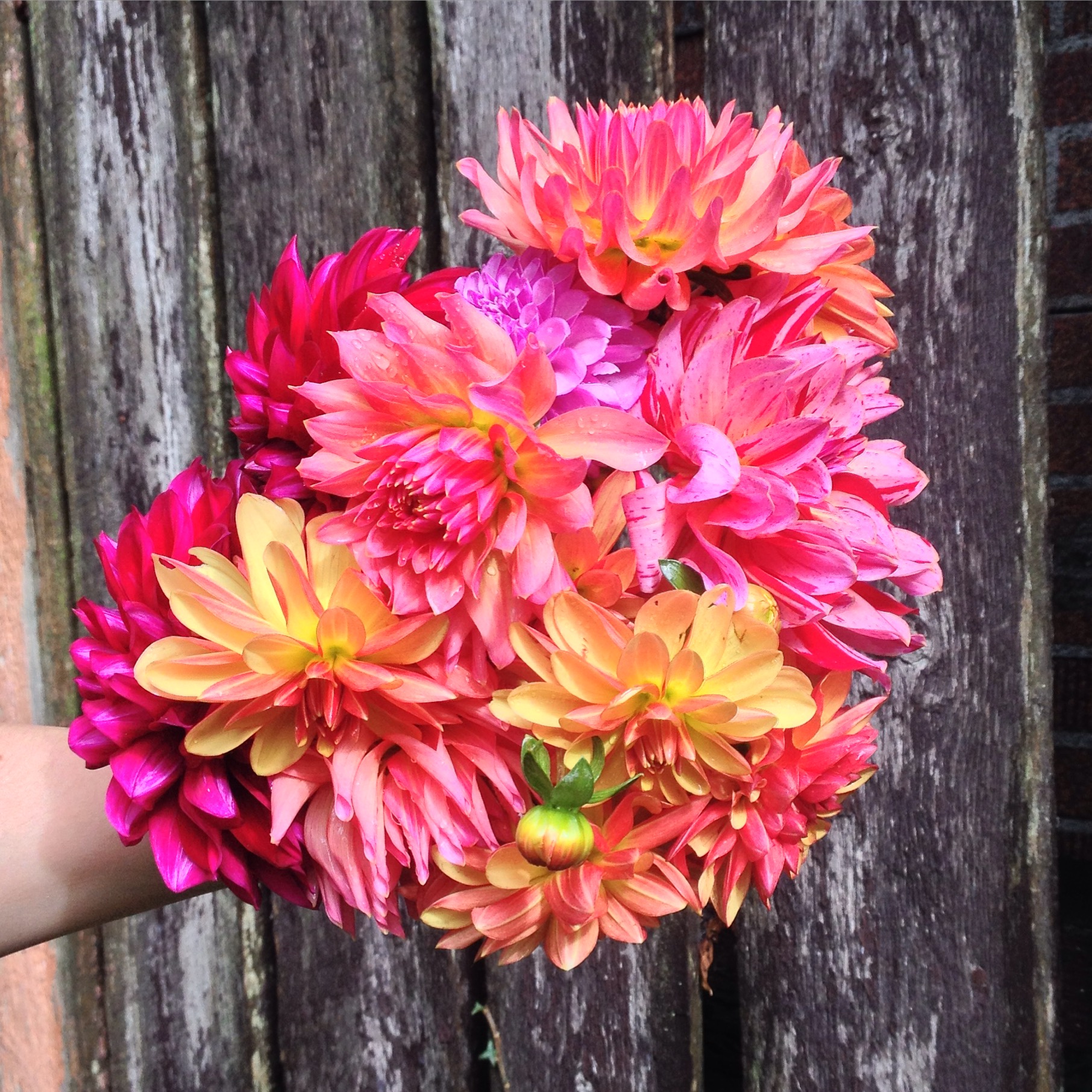 City Fields Flower Farm Fernwood NRG Victoria