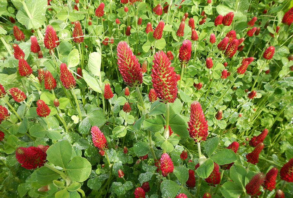 Cover cropping for the backyard garden