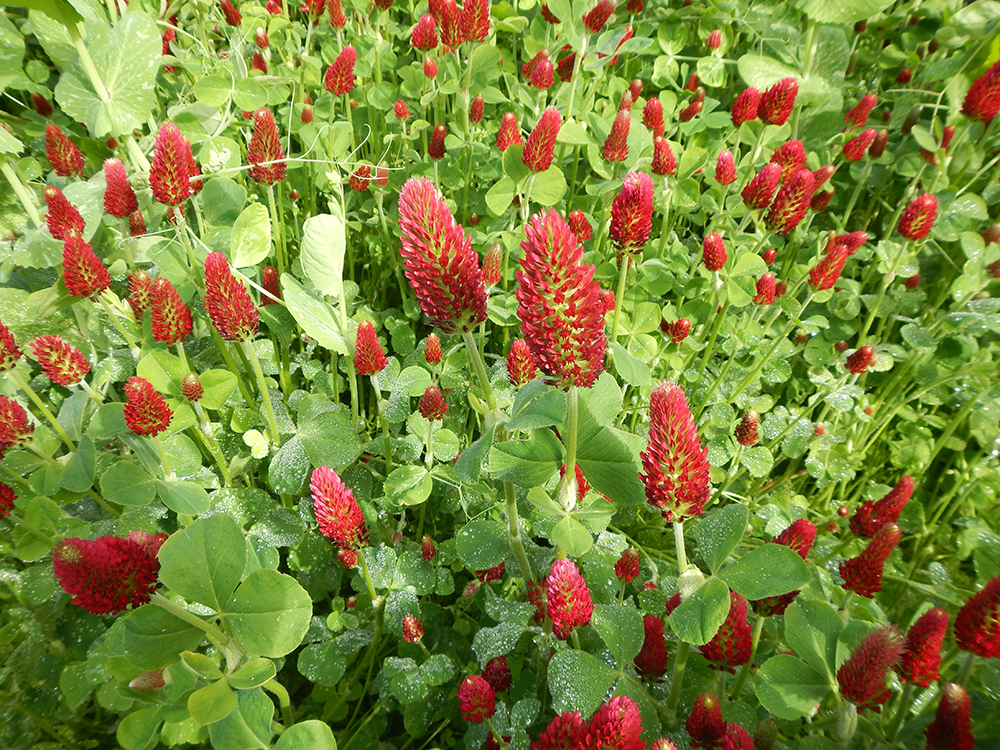 Crimson Clover