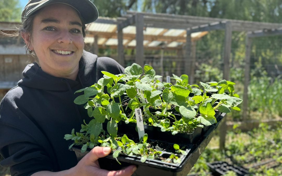 Culturally Relevant Foods Pilot Project 