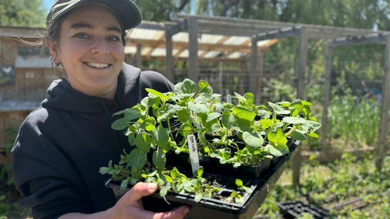 Jesse Wallis holding flat of Epazote and Ground cherry plants inside of a garden