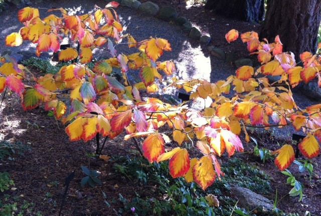 Winterizing the garden