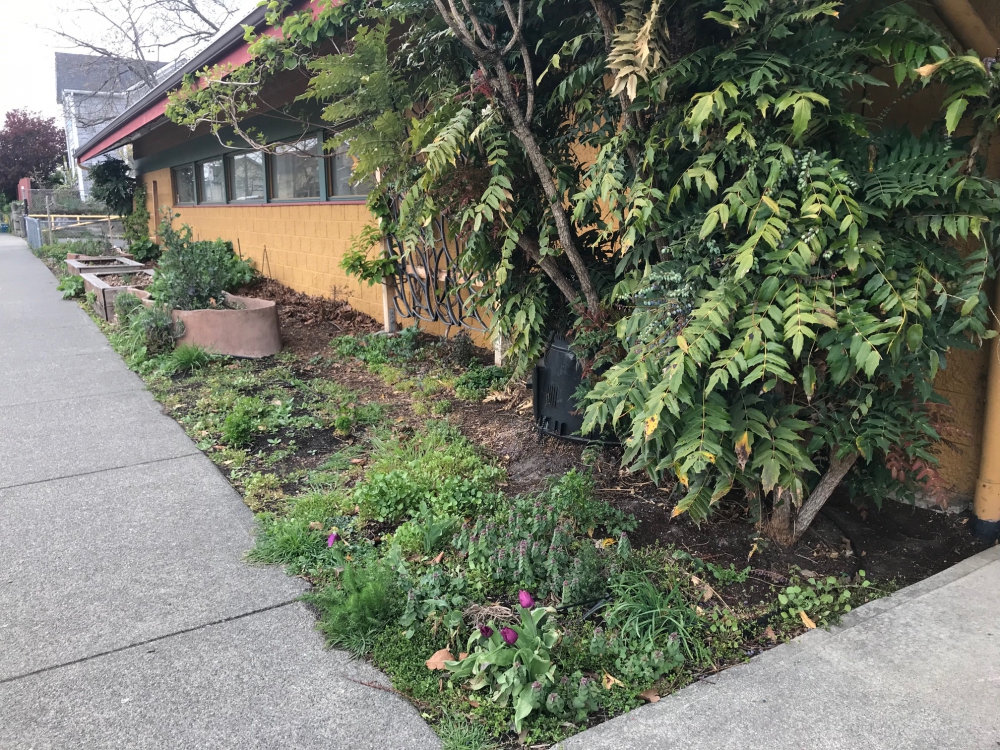 Fernwood-Community-Centre-Kitchen-Garden
