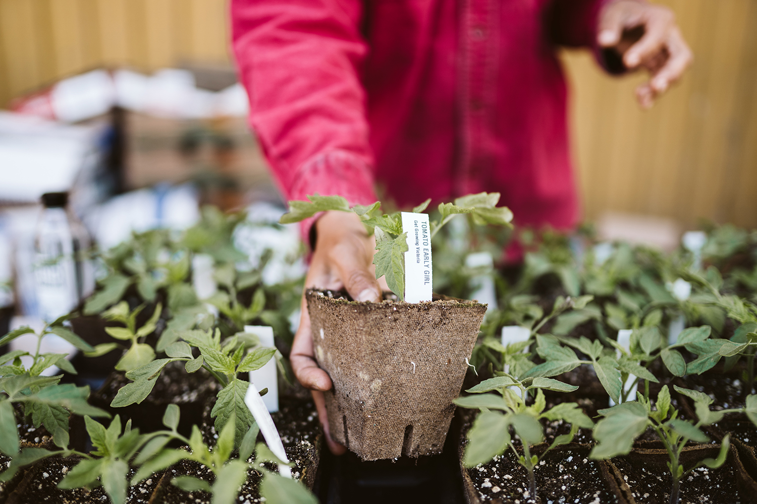 Fernwood-NRG-Get-Growing-Aly Sibley-1500px