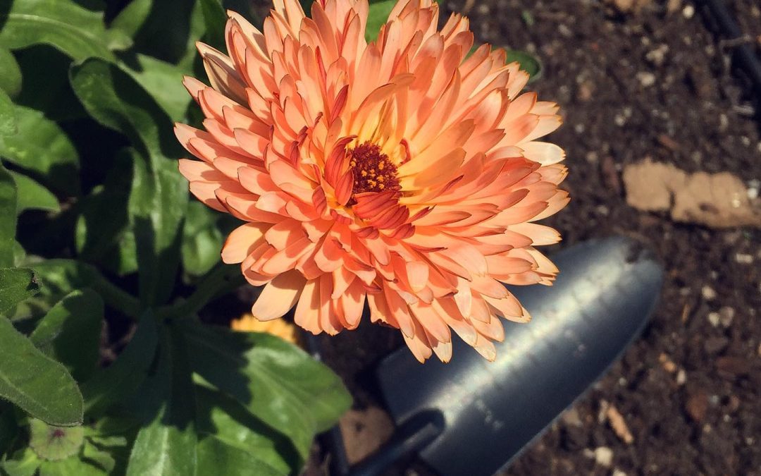 June garden workparty – June 17, 2021