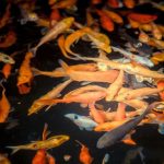 Koi