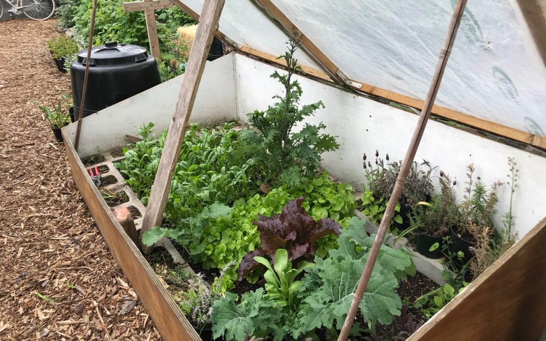 How to grow to the max in a small space