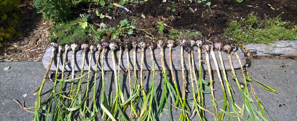 Got ideas about ‘Growing in the City’?
