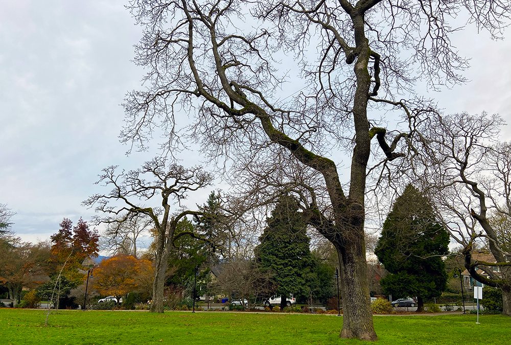 Garry oaks