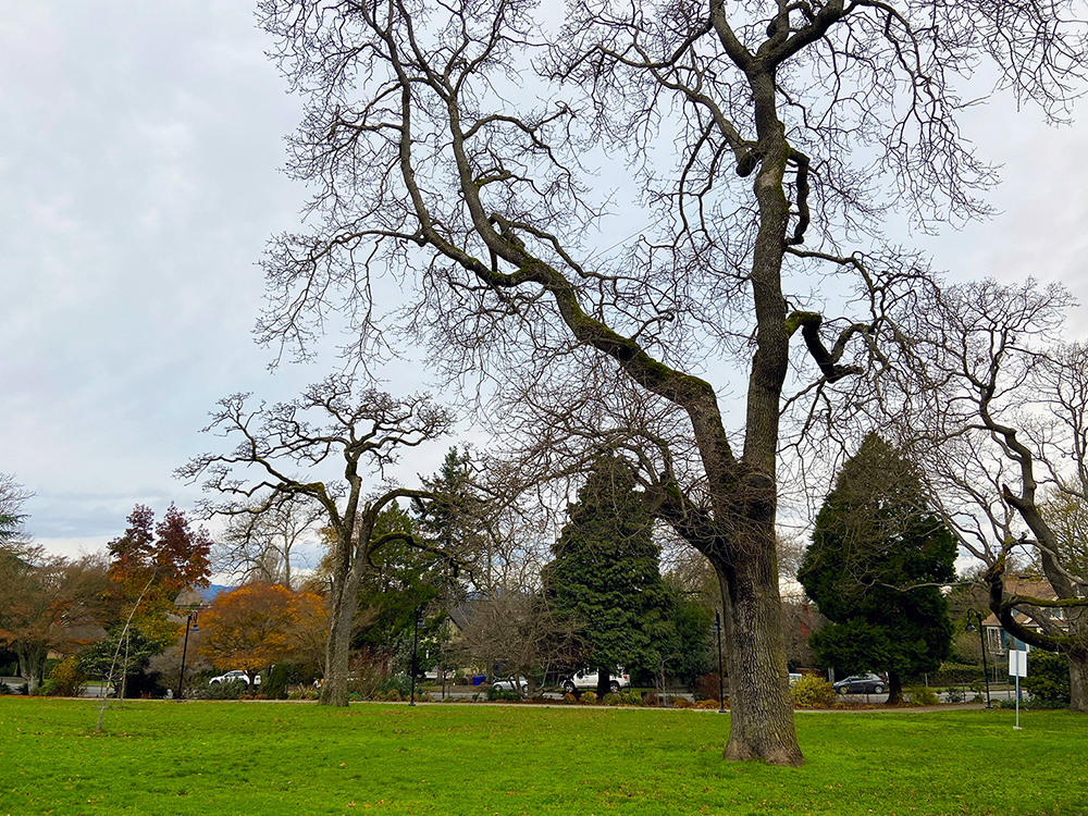 Garry oaks - Fernwood NRG