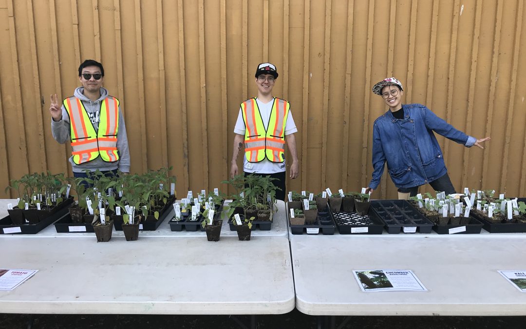 Get Growing, Victoria! Free veggie seedling distribution is back