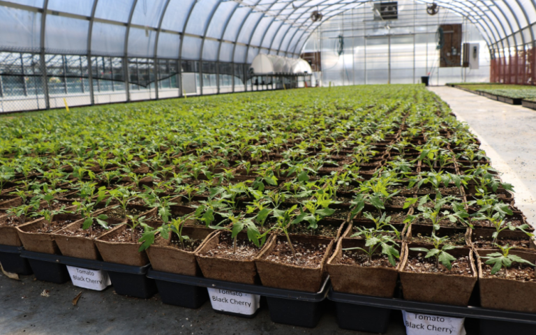 Get Growing, Victoria!