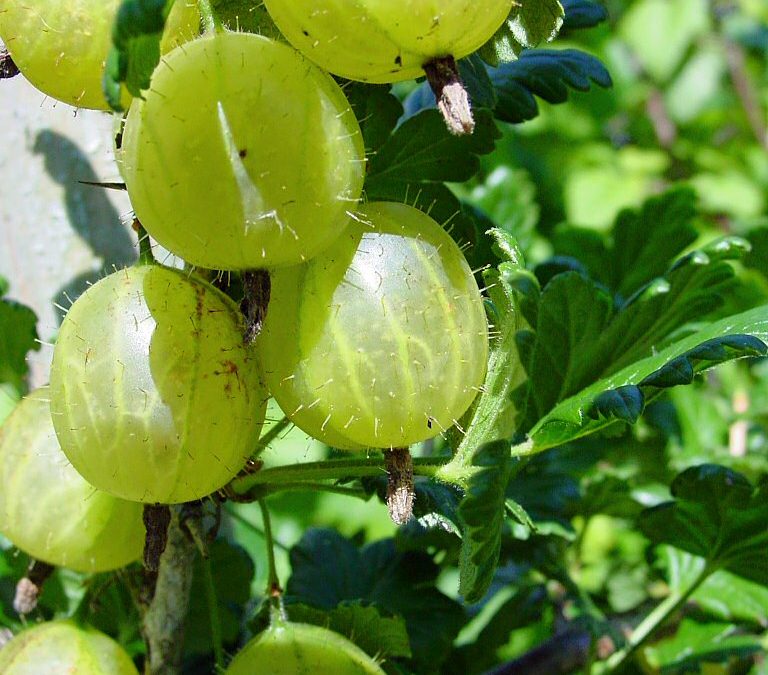 Gooseberry