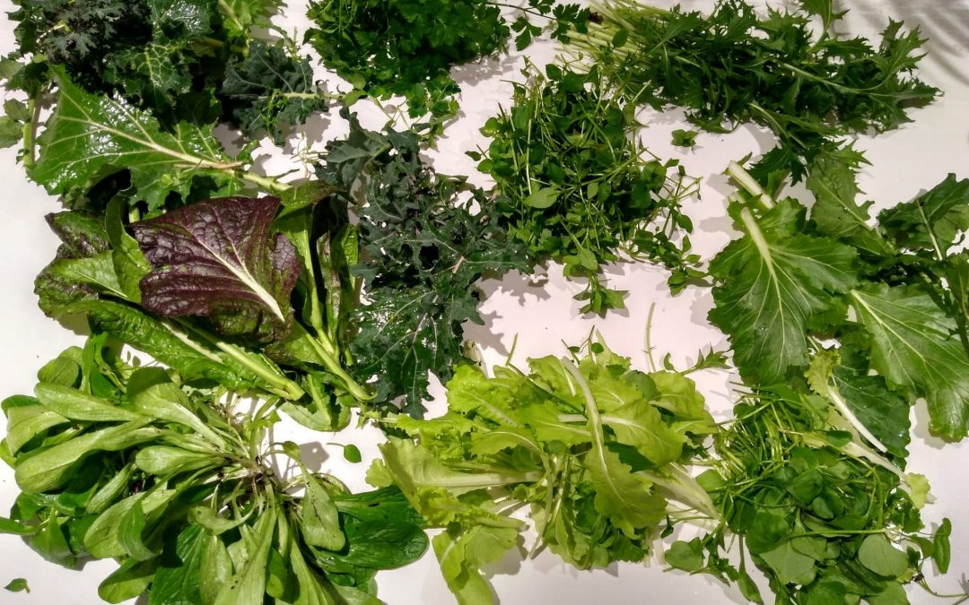Greens in the coastal garden