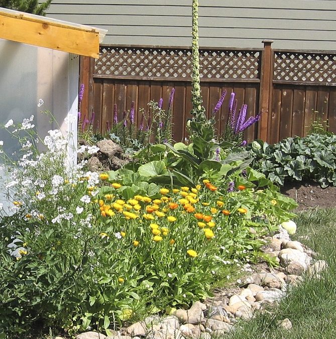 WEB EXCLUSIVE: Herbal medicine in our gardens