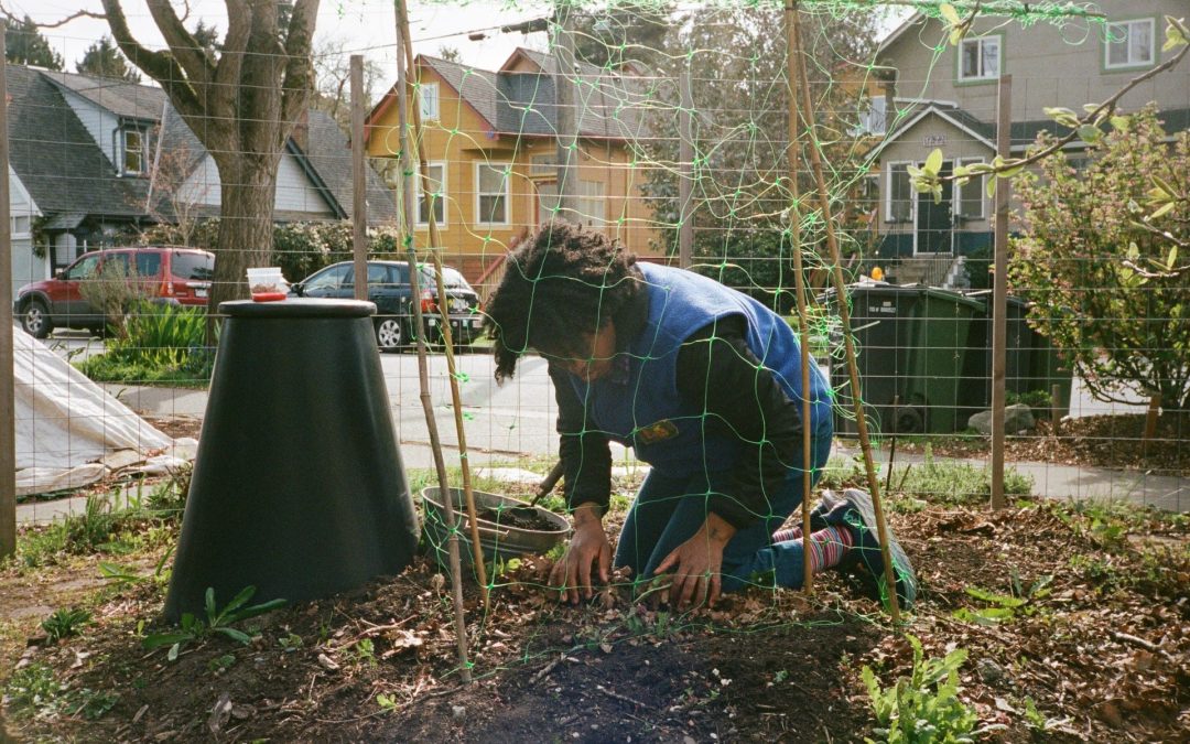 How birds help us garden