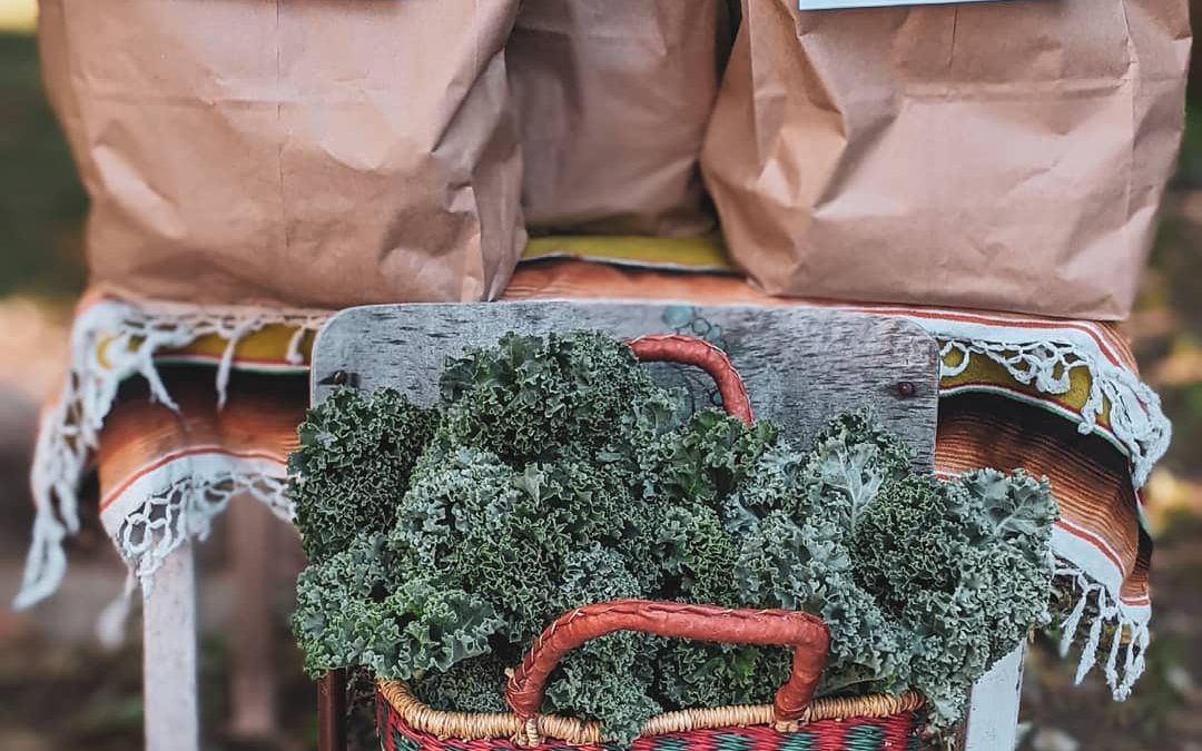 Good Food Feature: Addressing food aid