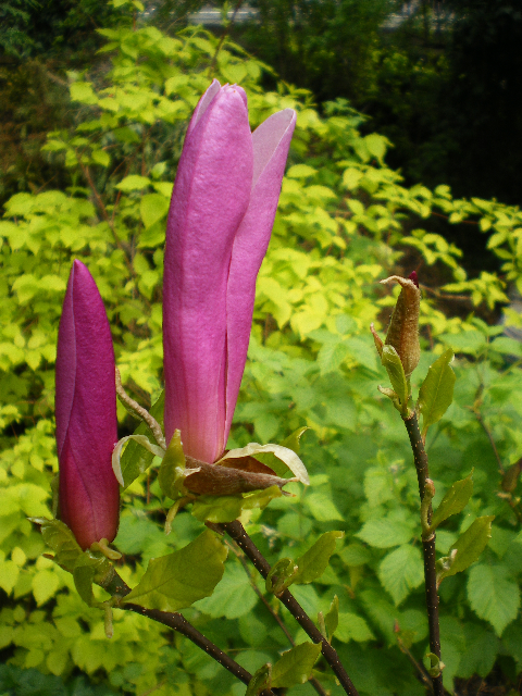 Magnolia