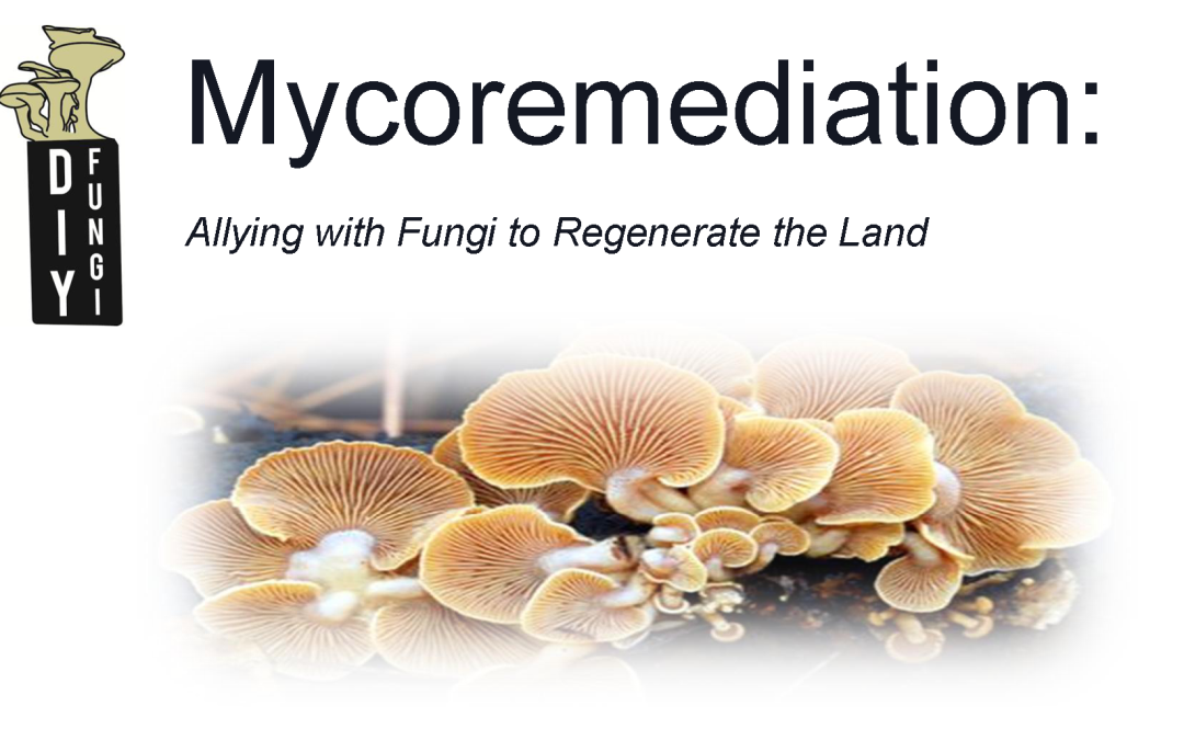 Mycoremediation: Allying with fungi to regenerate the land – December 6, 2015
