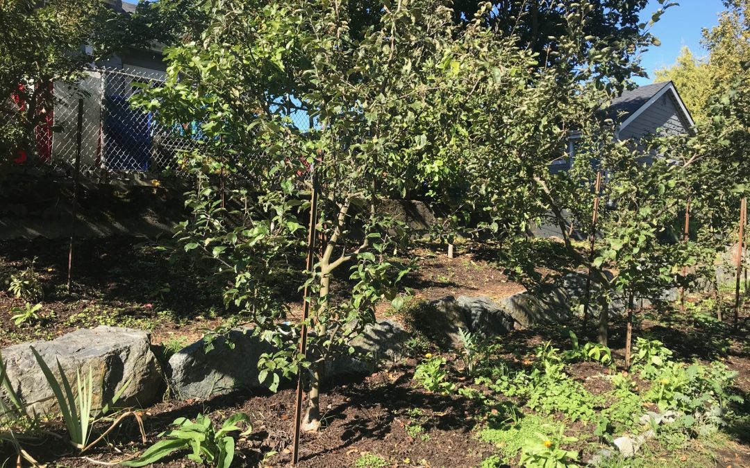 Tree Care and Fruit Tree ­Pruning Workshop – Saturday, February 22