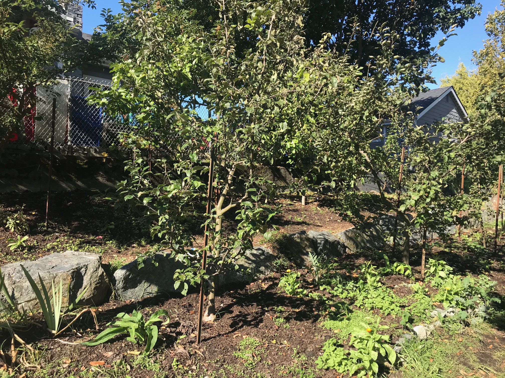 Orchard Orchard