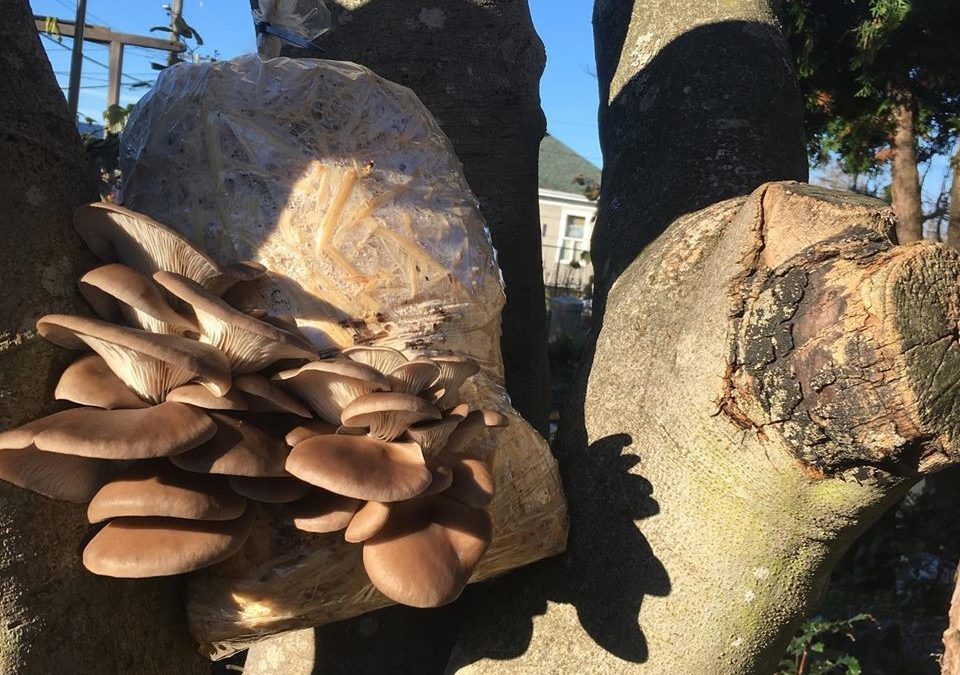 Fungi everywhere!