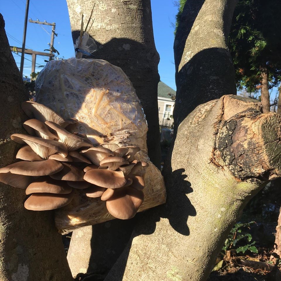 Oyster Mushrooms at the Compost Education Centre