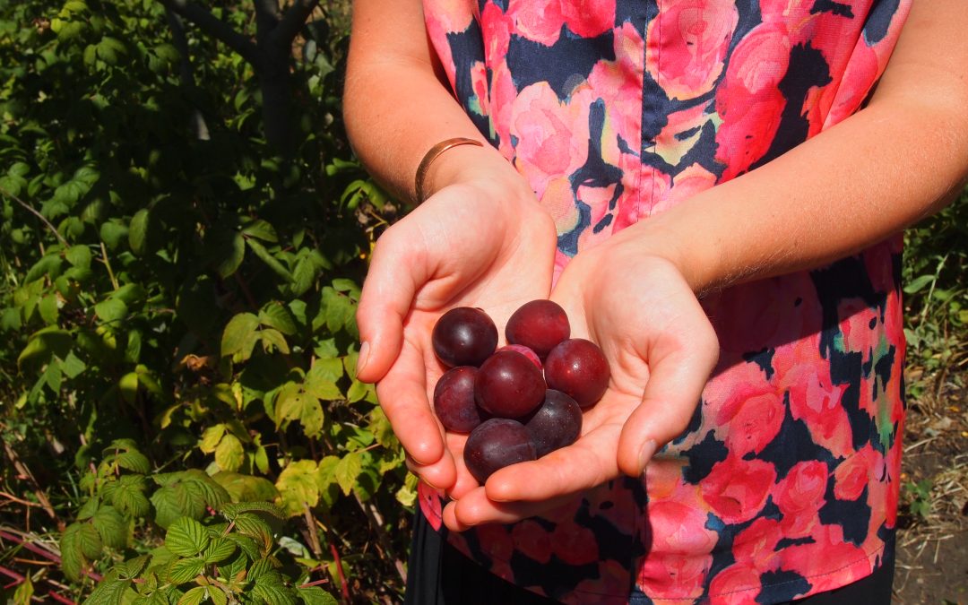 Plant-a-Fruit-Tree-Day & Fernwood Orchard Planting