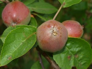 Apples at Spring Ridge Common