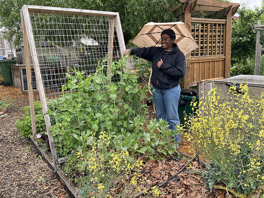 Peas in the garden - Kayla Siefried
