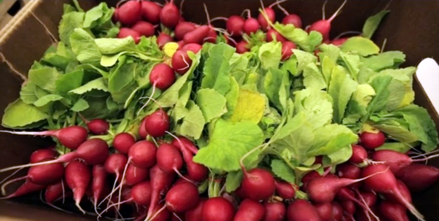 Radishes