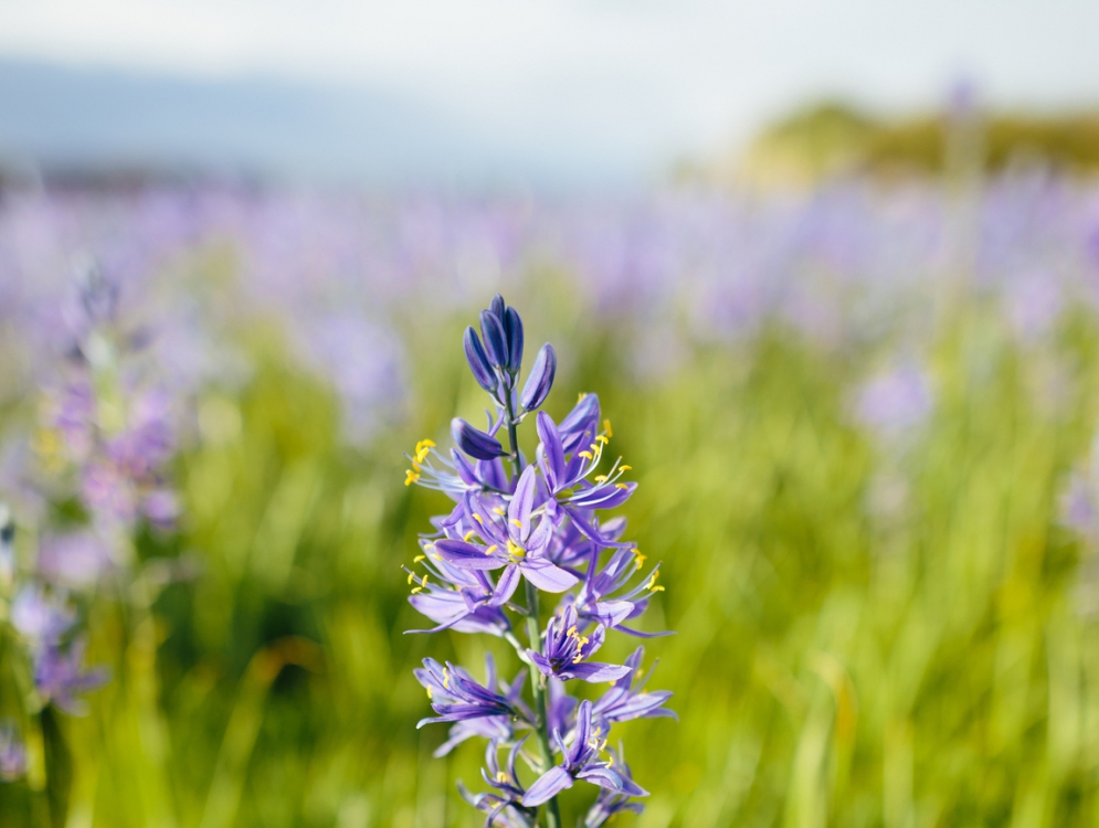 Close Up Of Purple Camas Flower Blossoming In Spring Close Up Of Purple Camas Flower Blossoming In Spring