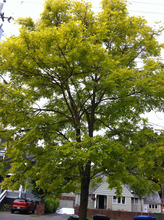 Robinia pseudoacacia 'Frisia'