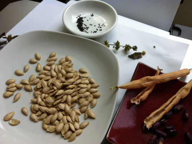 Seed Saving